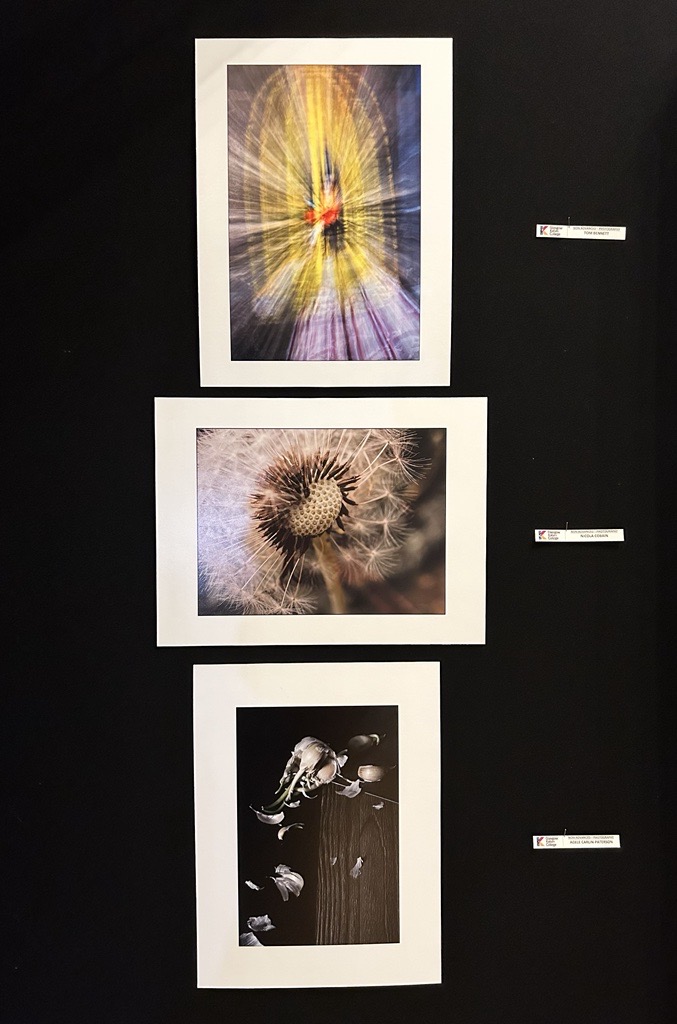 Three mounted photographs displayed vertically: an abstract motion blur in yellow tones, a close-up of a dandelion seed head, and a wilted tulip on a dark wooden surface.