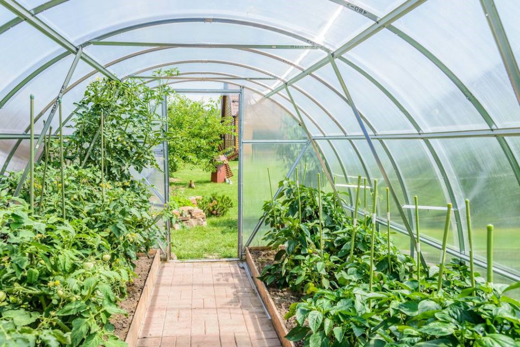 View inside a greenhouse filled with rows of leafy green plants, with sunlight streaming through the curved transparent roof and a garden visible outside.